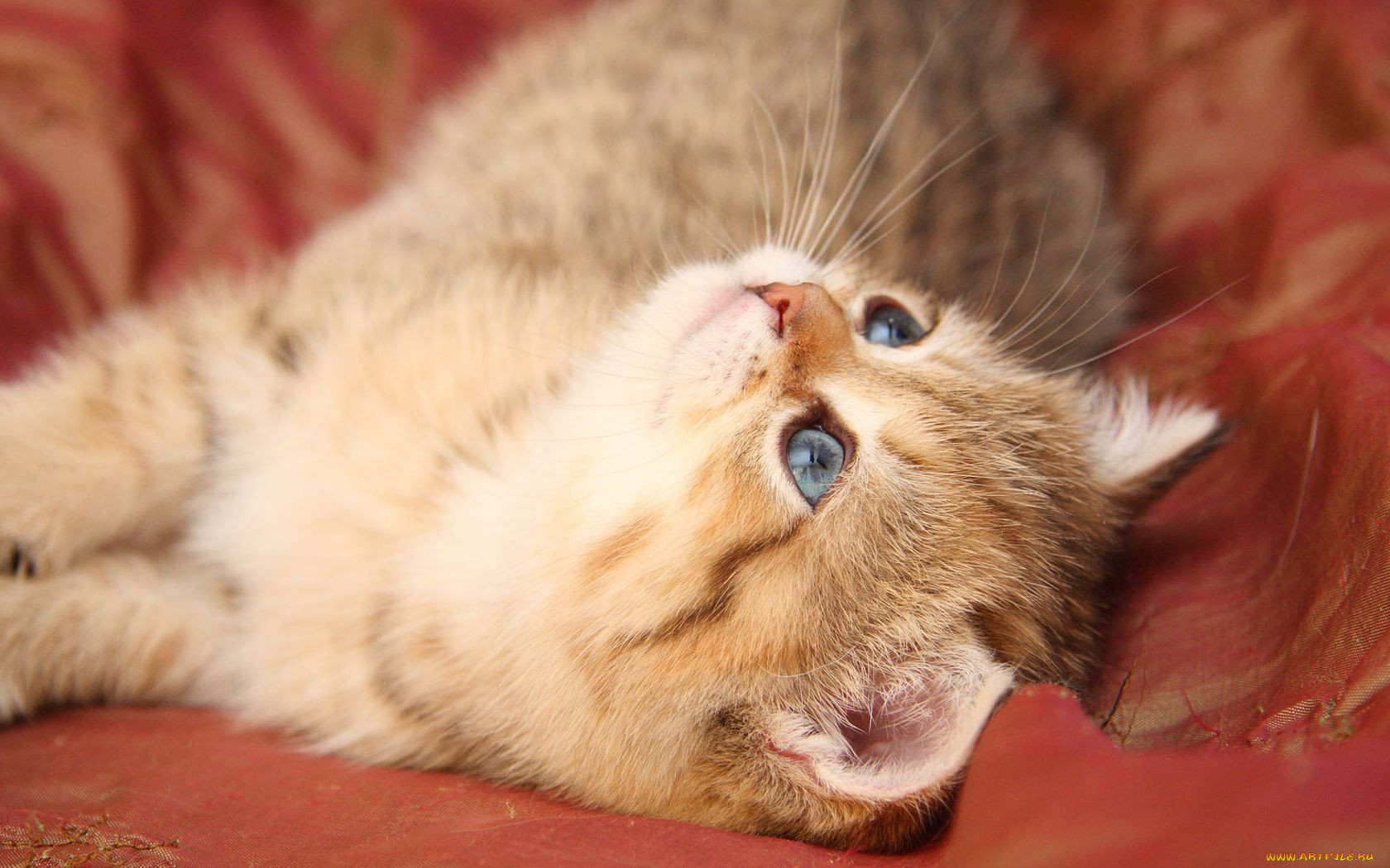 Котик дримотик. Милые кошки. Милый кот. Картинки котят. Милые кошечки фото.